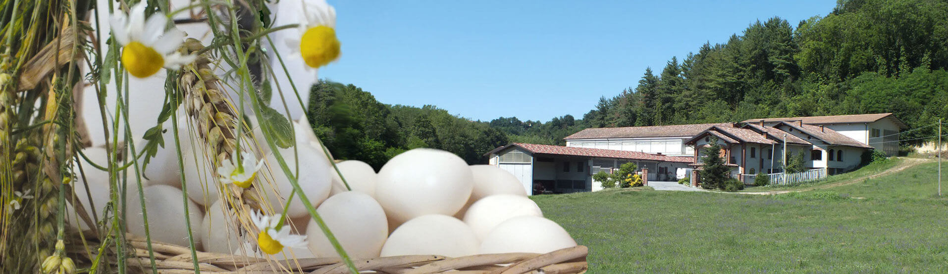 Azienda Agricola Accossato uova fresche da allevamento a terra, Ferrere Piemonte